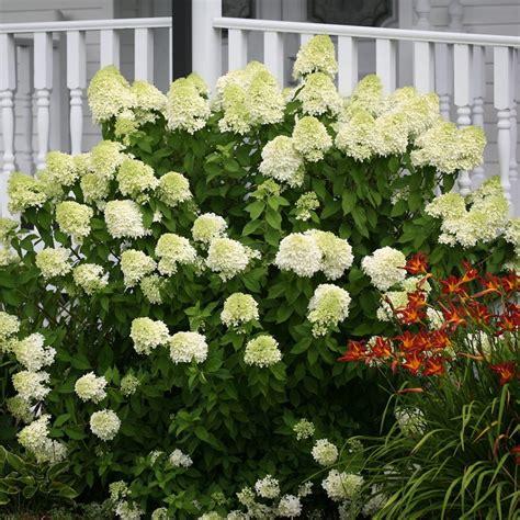 Hydrangea Paniculata Limelight - View 2 from www redcrocus com
