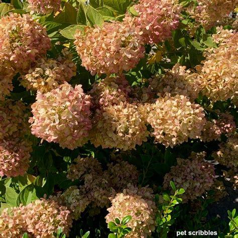 Hydrangea Paniculata Limelight - View 3 from www redcrocus com