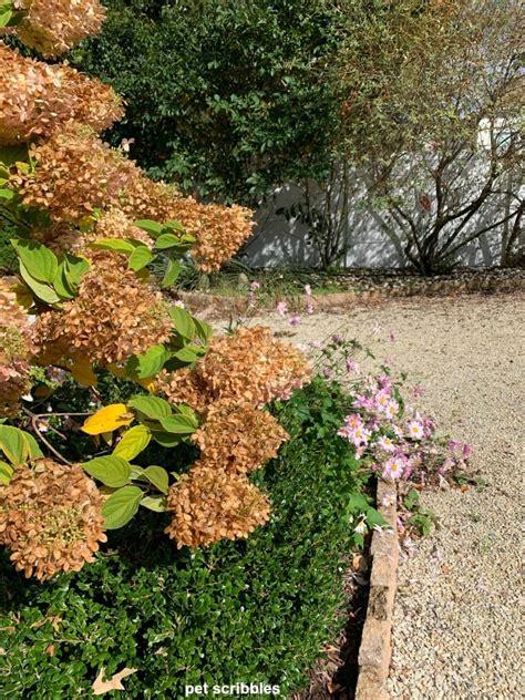 Hydrangea Paniculata Limelight - View 4 from www redcrocus com