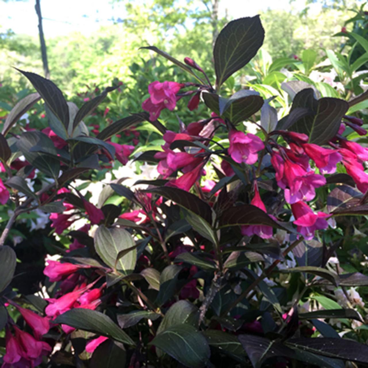 Weigela Florida Wine And Roses - View 11 from www redcrocus com