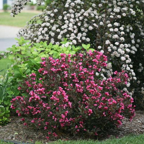 Weigela Florida Wine And Roses - View 14 from www redcrocus com
