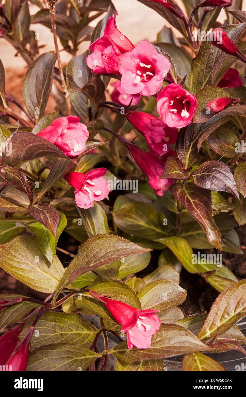 Weigela Florida Wine And Roses - View 17 from www redcrocus com
