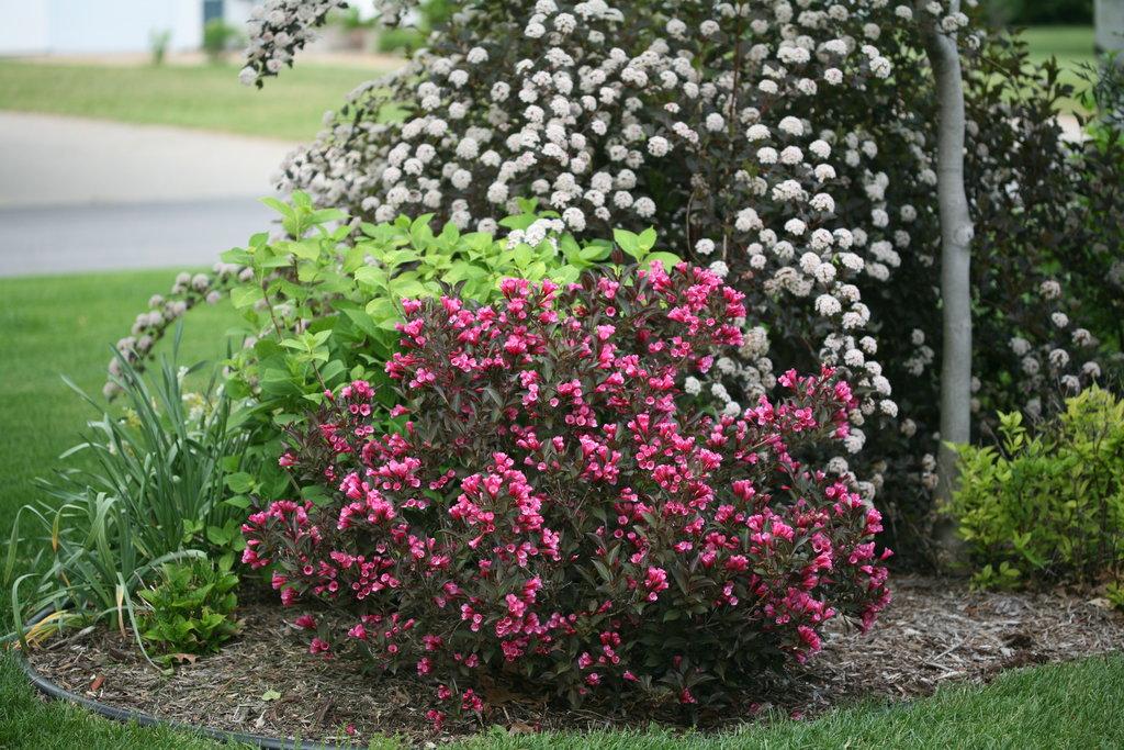Weigela Florida Wine And Roses - View 3 from www redcrocus com