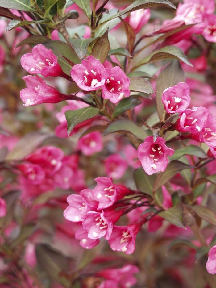 Weigela Florida Wine And Roses - View 5 from www redcrocus com