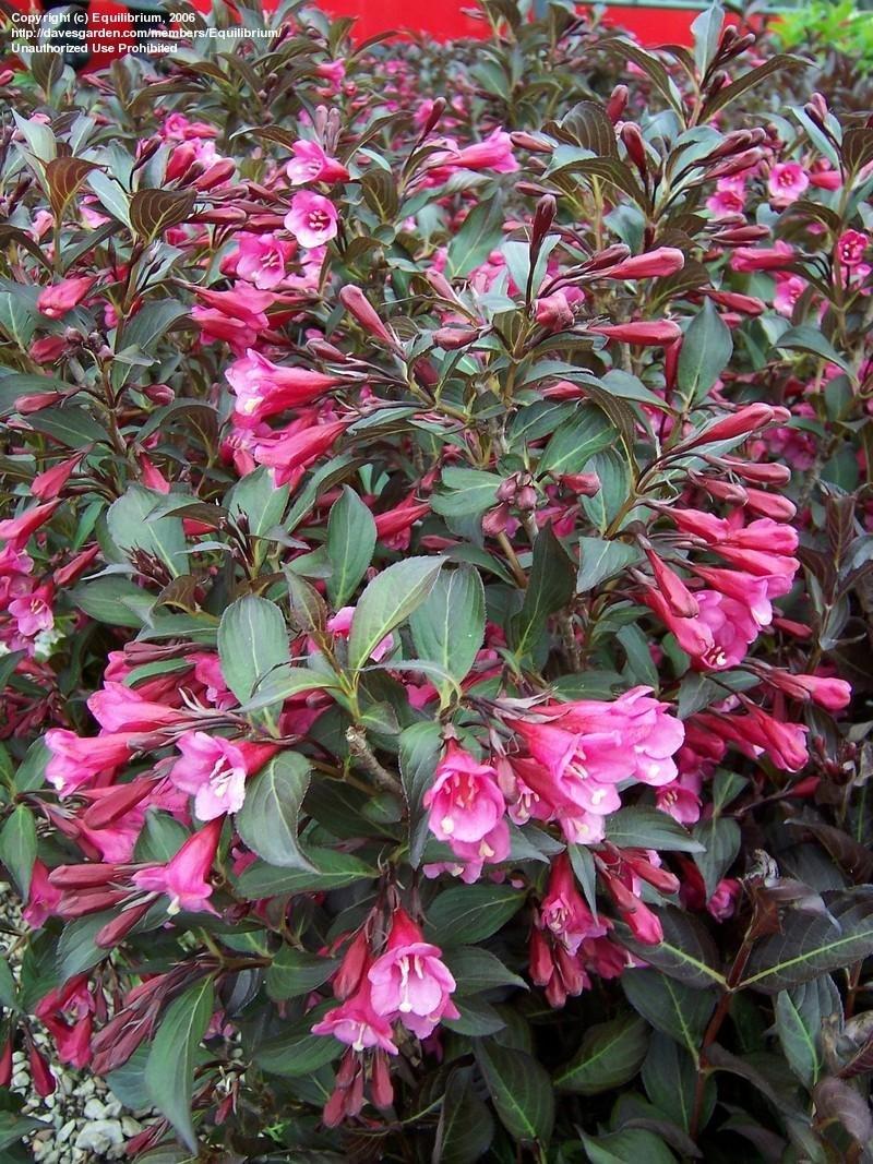 Weigela Florida Wine And Roses - View 6 from www redcrocus com