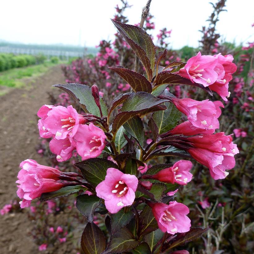 Weigela Florida Wine And Roses - View 8 from www redcrocus com