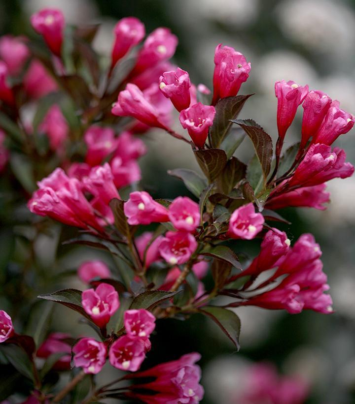 Weigela Florida Wine And Roses - View 9 from www redcrocus com