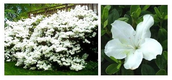 Azalea Girard S Pleasant White - View 11 from www redcrocus com