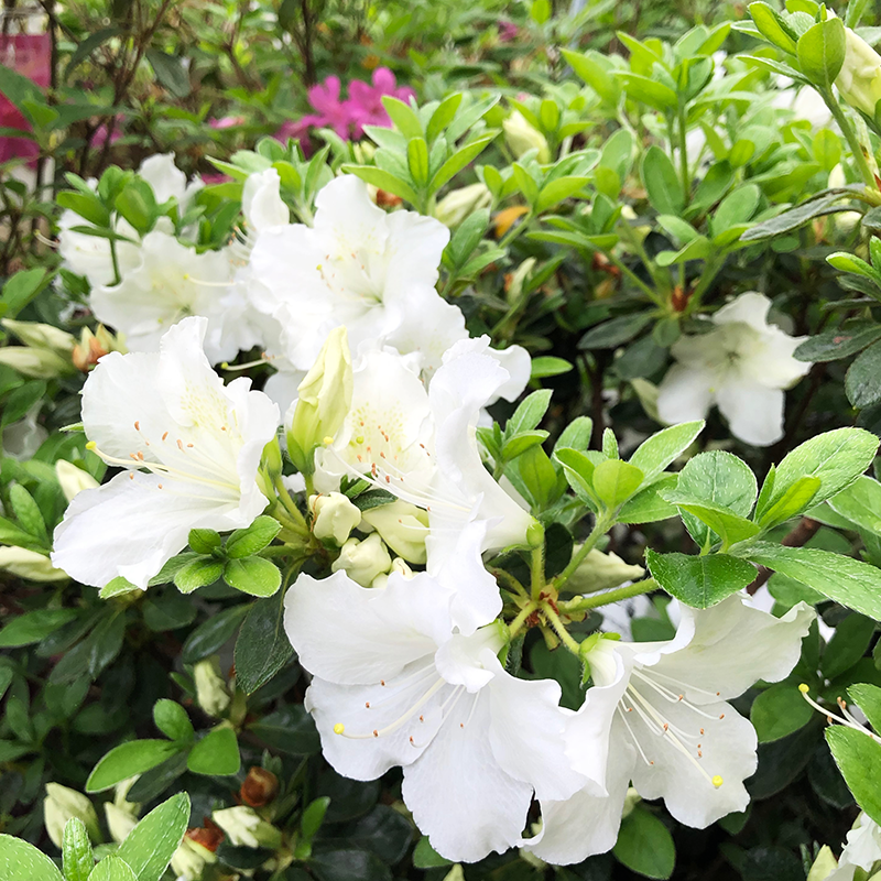 Azalea Girard S Pleasant White - View 11 from www redcrocus com