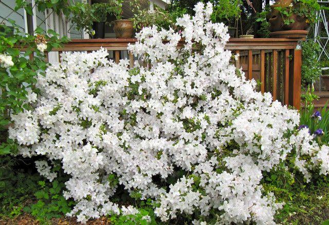 Azalea Girard S Pleasant White - View 12 from www redcrocus com