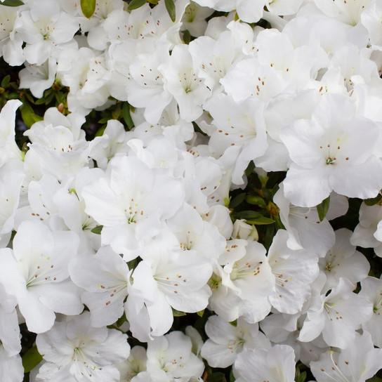 Azalea Girard S Pleasant White - View 13 from www redcrocus com