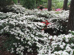 Azalea Girard S Pleasant White - View 14 from www redcrocus com