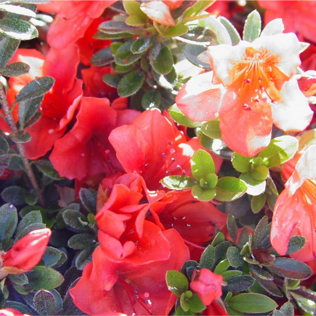 Azalea Girard S Pleasant White - View 15 from www redcrocus com