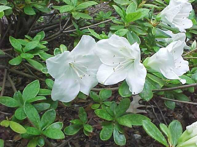 Azalea Girard S Pleasant White - View 15 from www redcrocus com