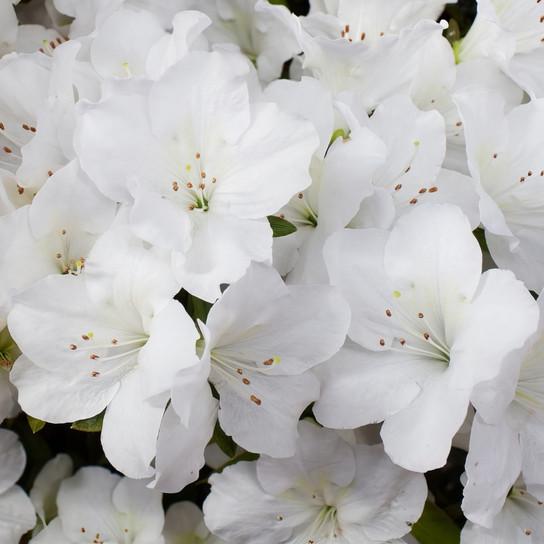 Azalea Girard S Pleasant White - View 16 from www redcrocus com