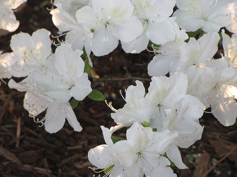 Azalea Girard S Pleasant White - View 17 from www redcrocus com
