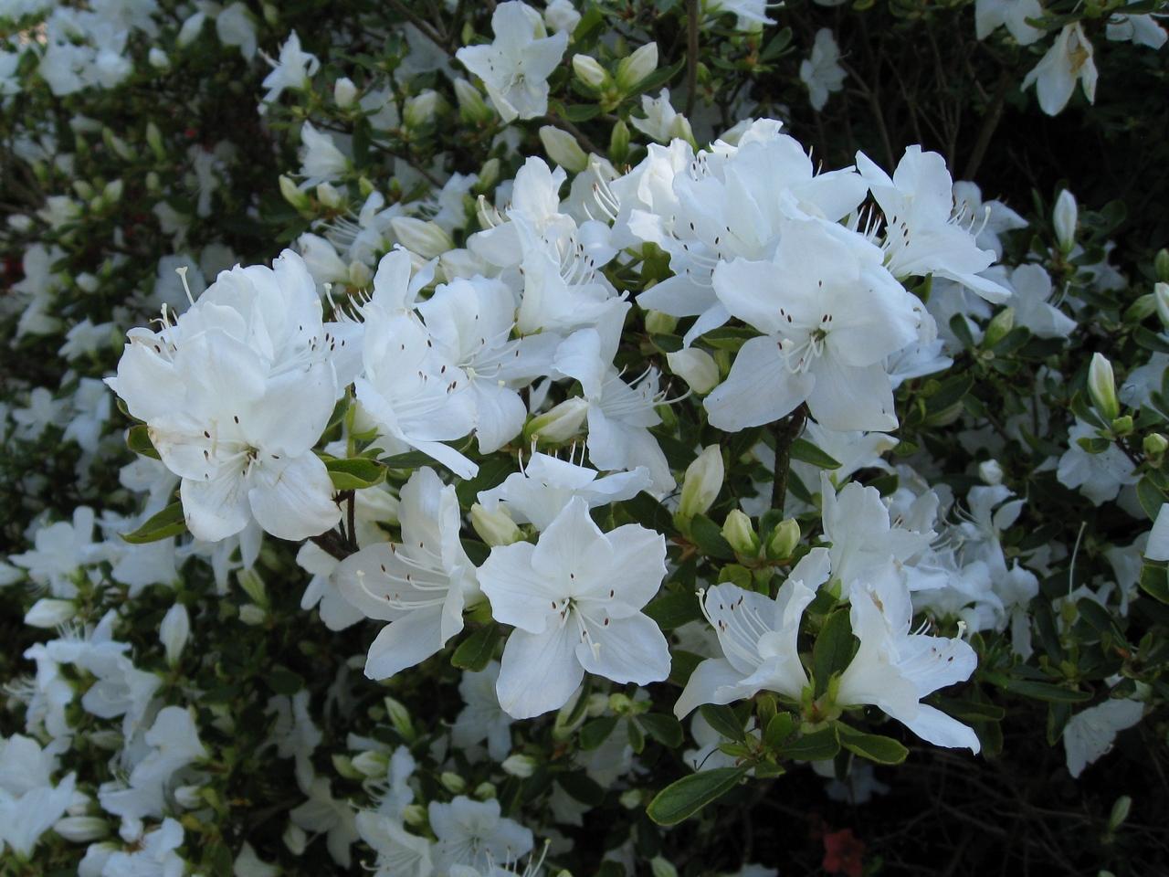Azalea Girard S Pleasant White - View 1 from www redcrocus com