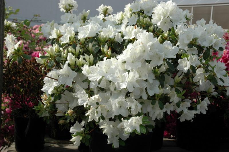 Azalea Girard S Pleasant White - View 2 from www redcrocus com