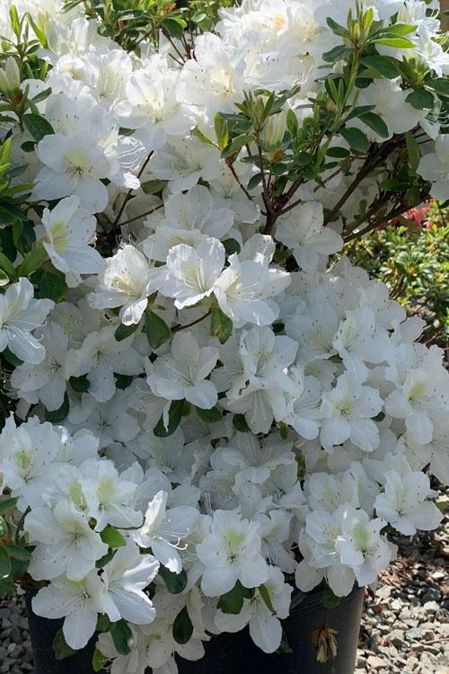 Azalea Girard S Pleasant White - View 5 from www redcrocus com