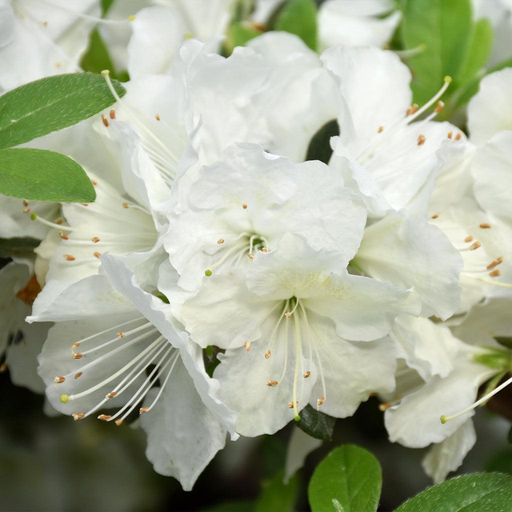 Azalea Girard S Pleasant White - View 7 from www redcrocus com