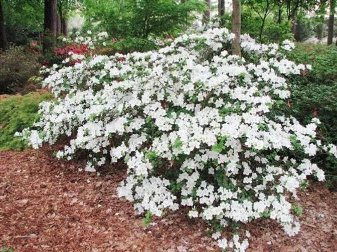 Azalea Girard S Pleasant White - View 8 from www redcrocus com