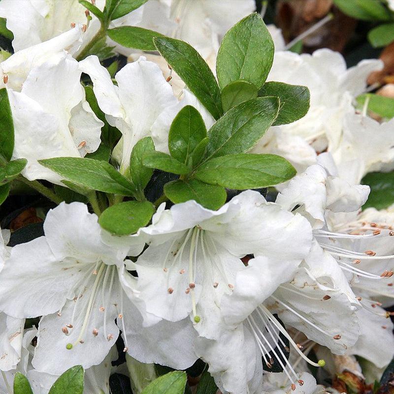 Azalea Girard S Pleasant White - View 9 from www redcrocus com