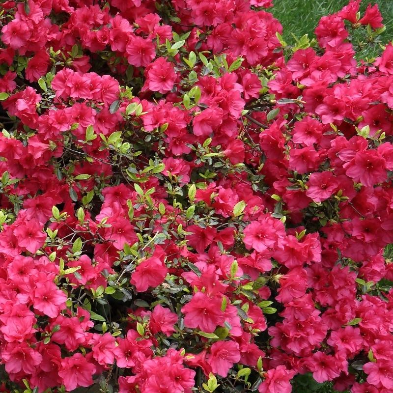 Azalea Girard S Crimson - View 10 from www redcrocus com