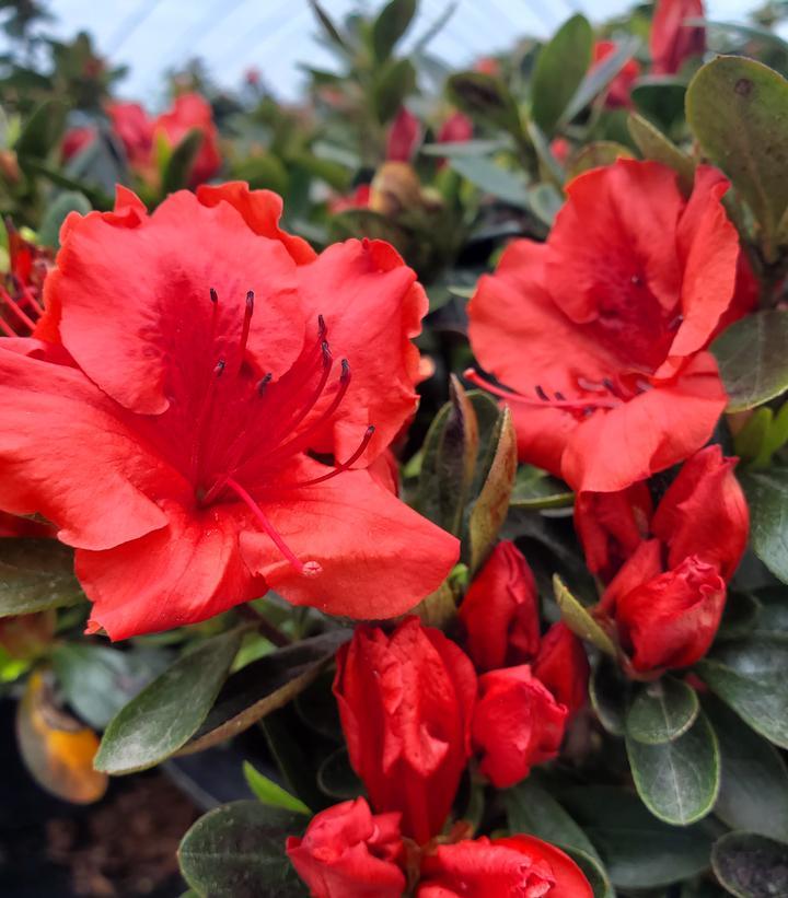 Azalea Girard S Crimson - View 11 from www redcrocus com