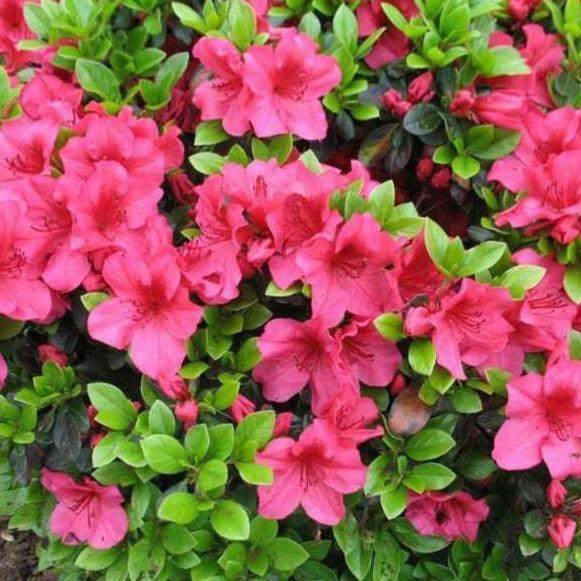 Azalea Girard S Crimson - View 12 from www redcrocus com
