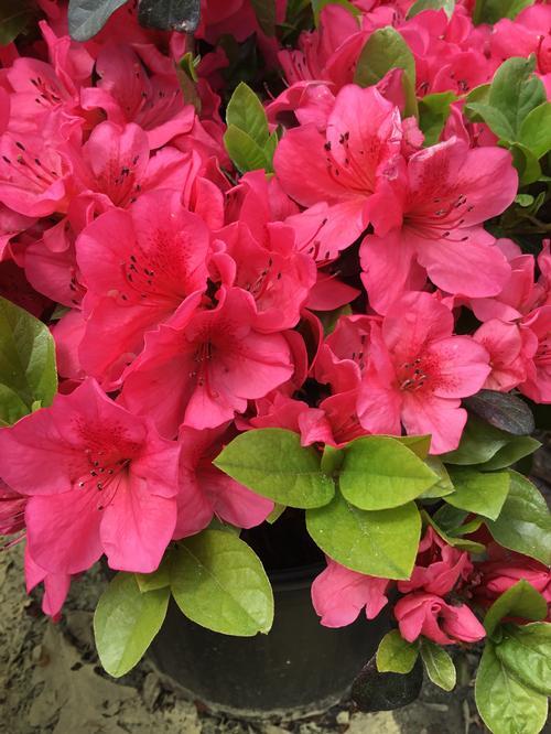 Azalea Girard S Crimson - View 14 from www redcrocus com