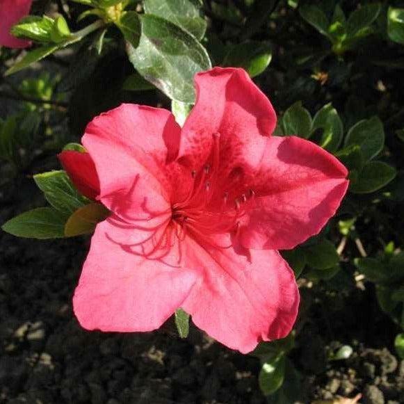 Azalea Girard S Crimson - View 15 from www redcrocus com