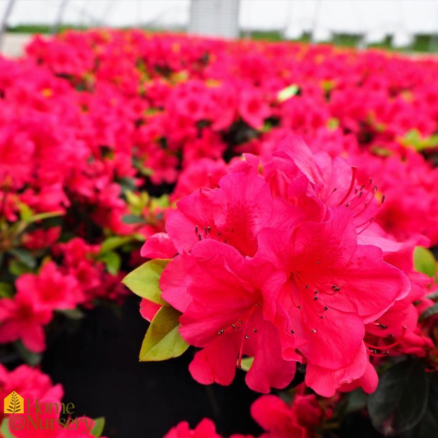 Azalea Girard S Crimson - View 17 from www redcrocus com