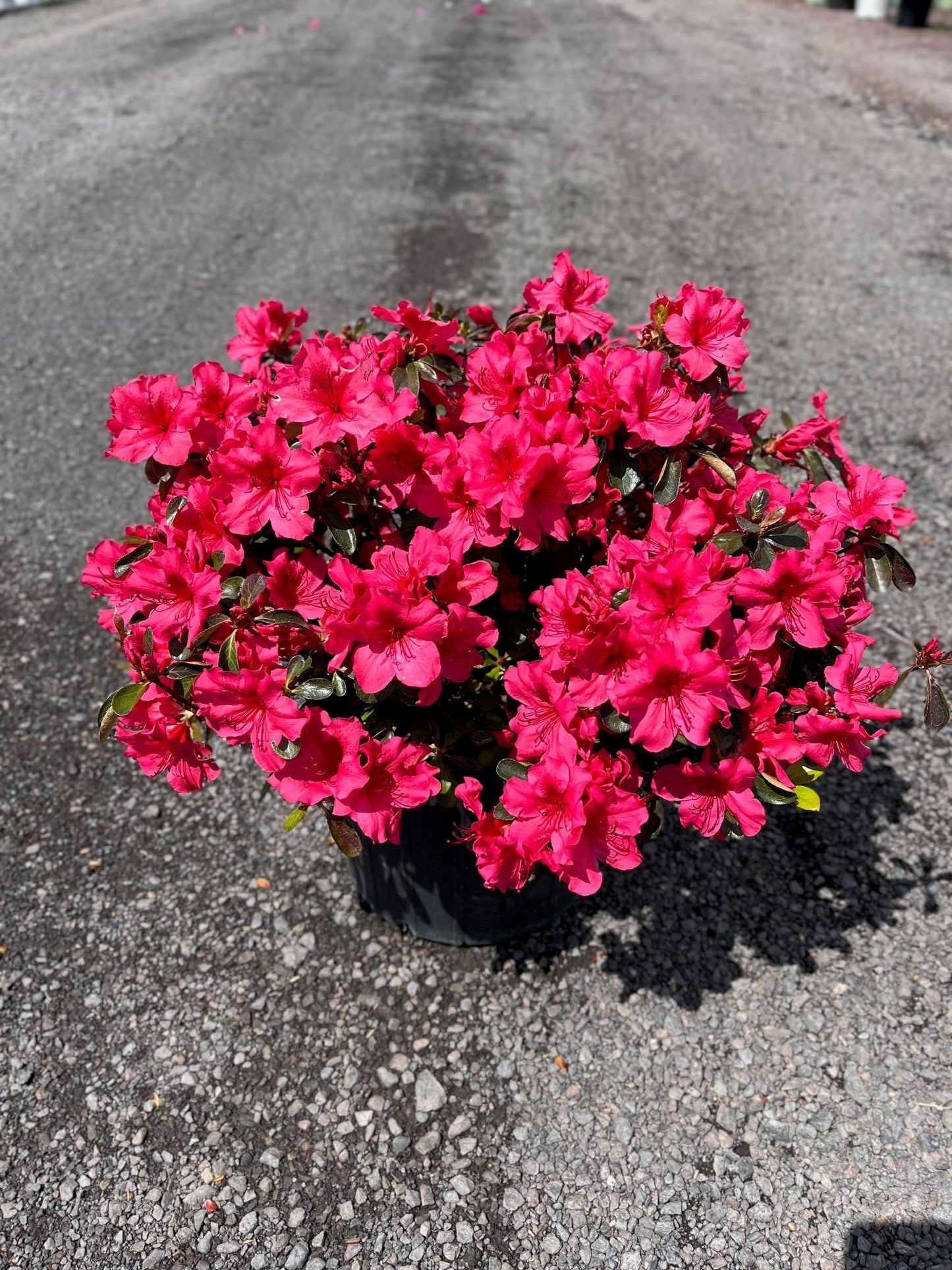 Azalea Girard S Crimson - View 2 from www redcrocus com