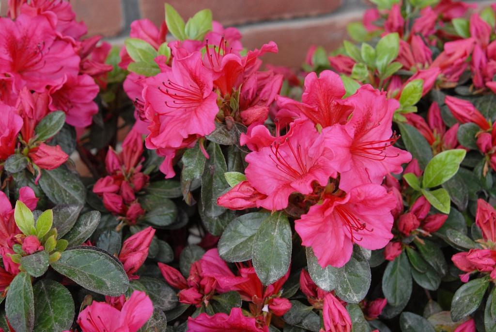 Azalea Girard S Crimson - View 3 from www redcrocus com