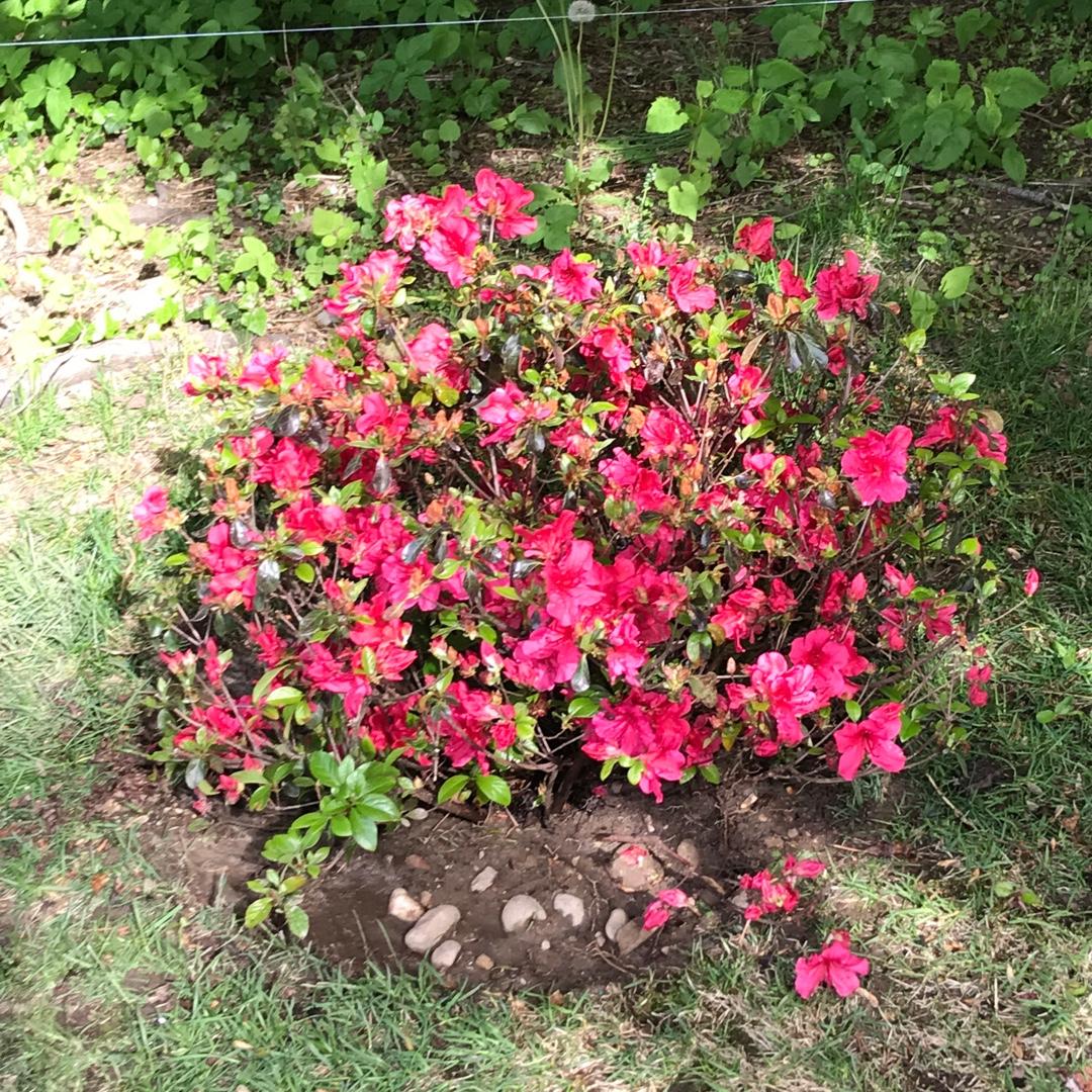 Azalea Girard S Crimson - View 4 from www redcrocus com