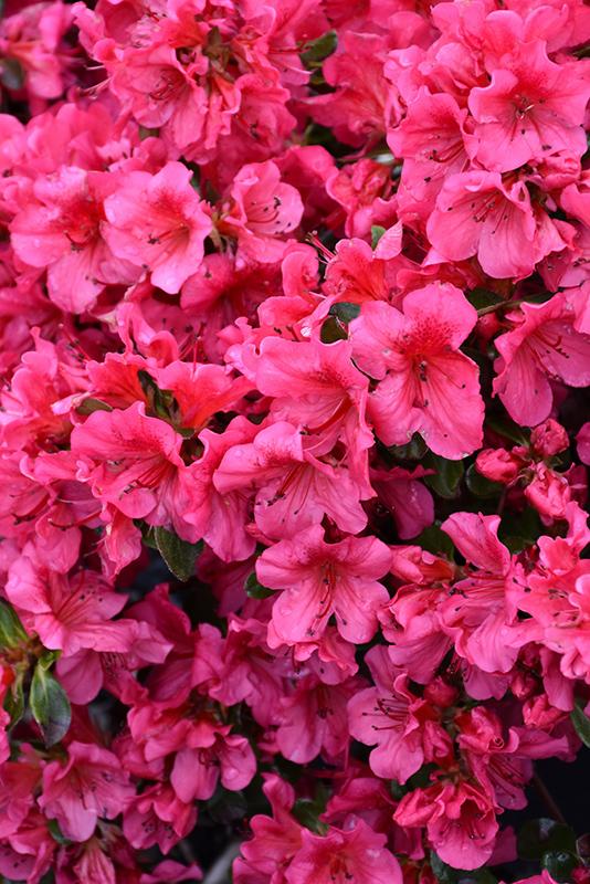 Azalea Girard S Crimson - View 5 from www redcrocus com