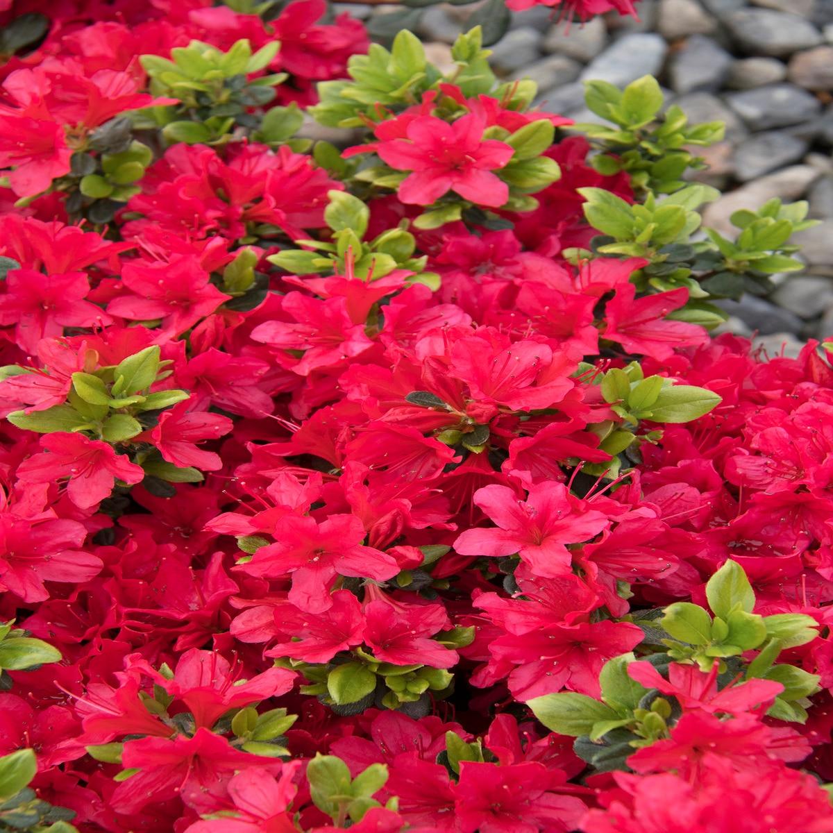 Azalea Girard S Crimson - View 6 from www redcrocus com