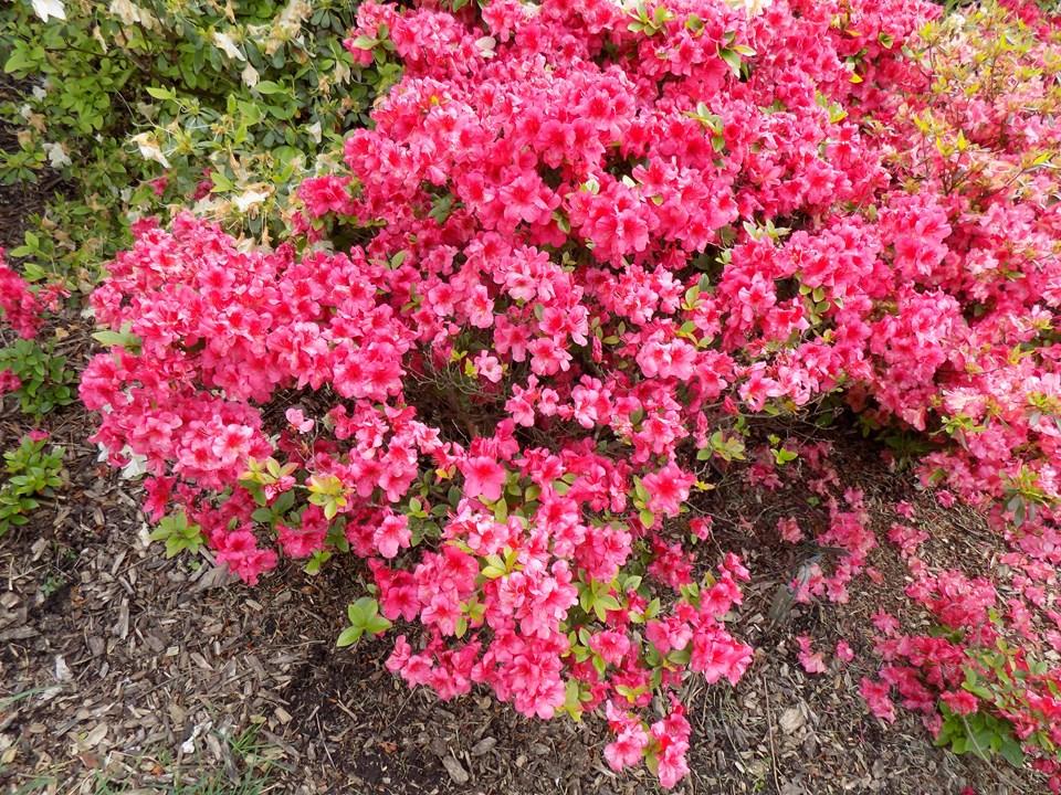 Azalea Girard S Crimson - View 7 from www redcrocus com