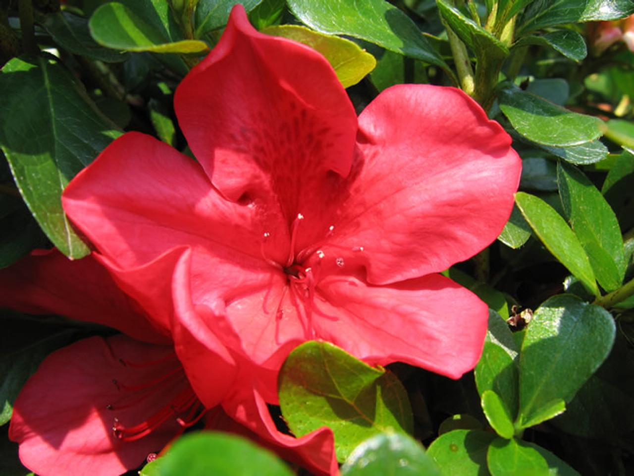 Azalea Girard S Crimson - View 8 from www redcrocus com