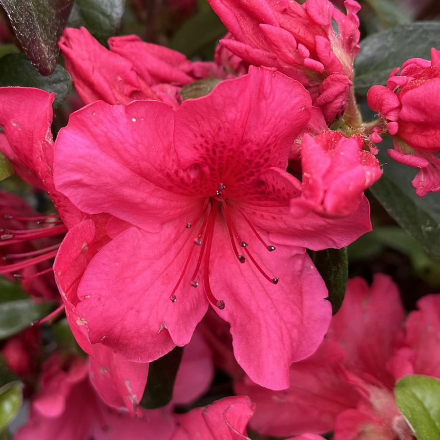 Azalea Girard S Crimson - View 9 from www redcrocus com