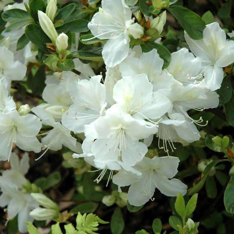 Azalea Delaware Valley White - View 10 from www redcrocus com