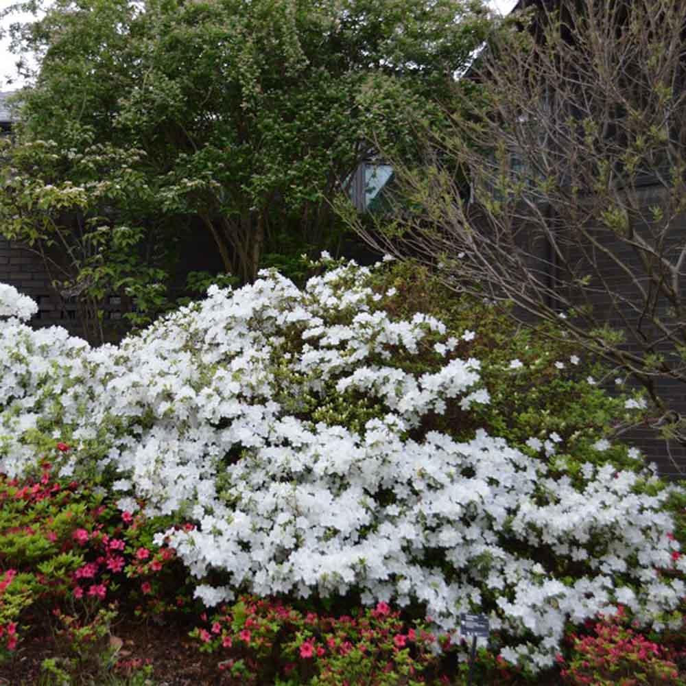 Azalea Delaware Valley White - View 11 from www redcrocus com