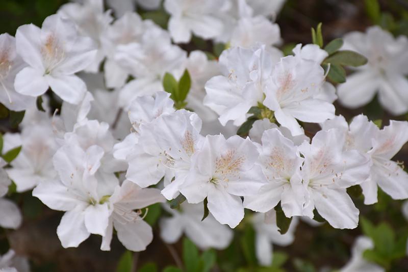 Azalea Delaware Valley White - View 12 from www redcrocus com