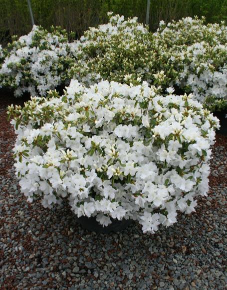 Azalea Delaware Valley White - View 13 from www redcrocus com