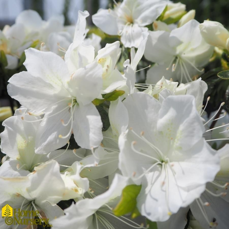 Azalea Delaware Valley White - View 14 from www redcrocus com