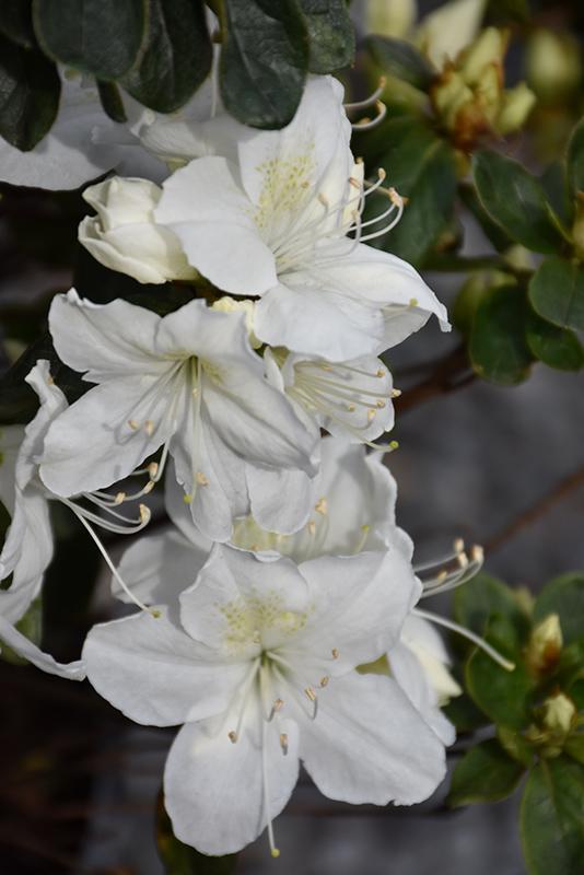 Azalea Delaware Valley White - View 15 from www redcrocus com