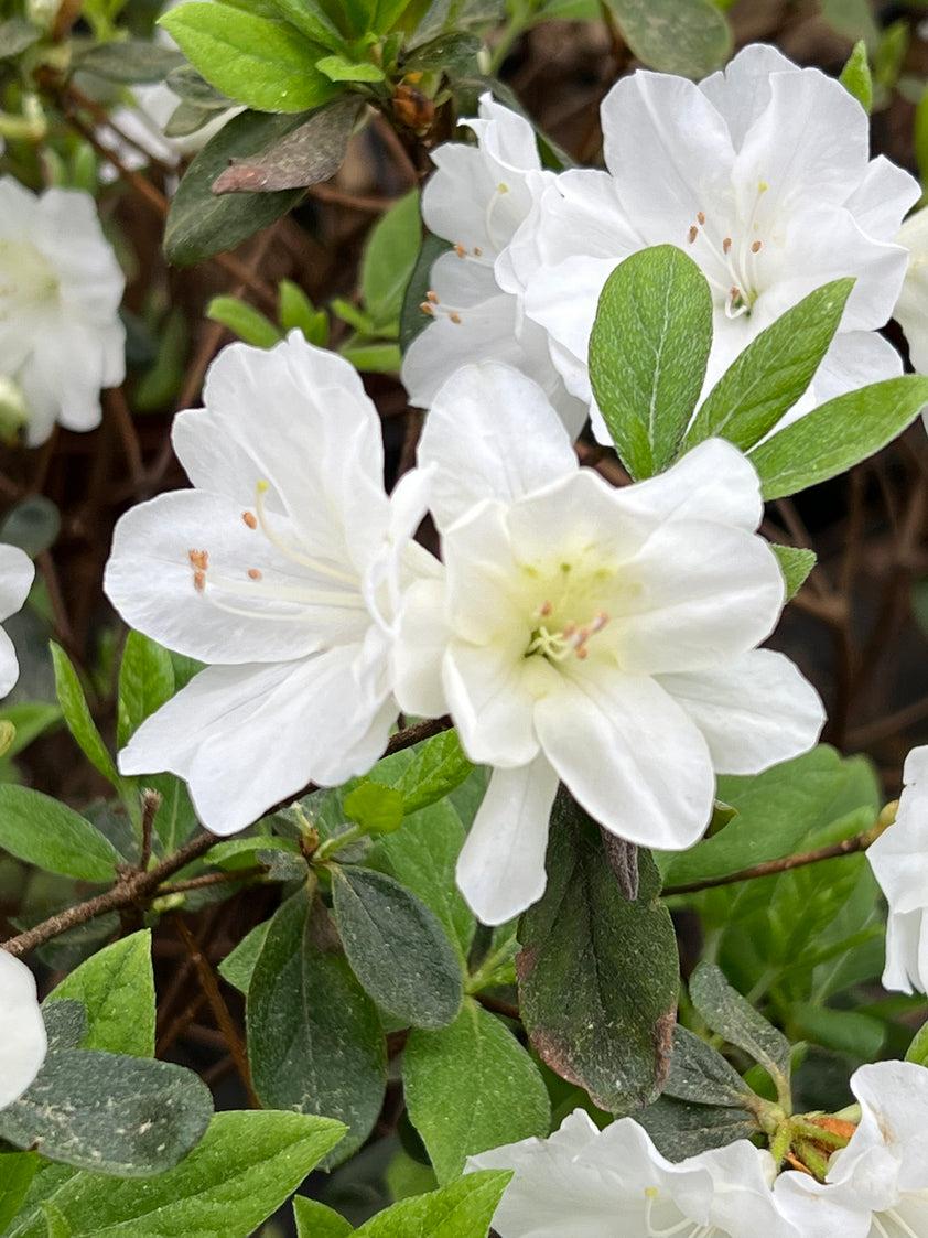 Azalea Delaware Valley White - View 16 from www redcrocus com
