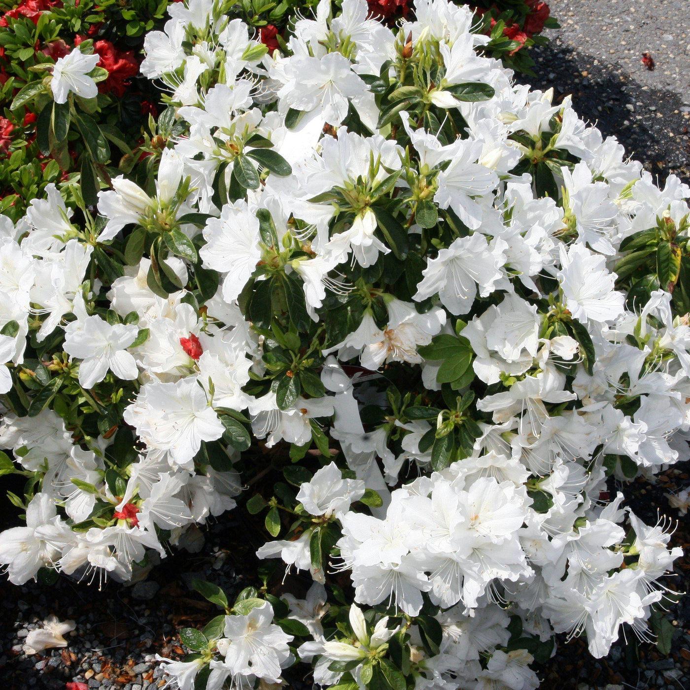 Azalea Delaware Valley White - View 17 from www redcrocus com