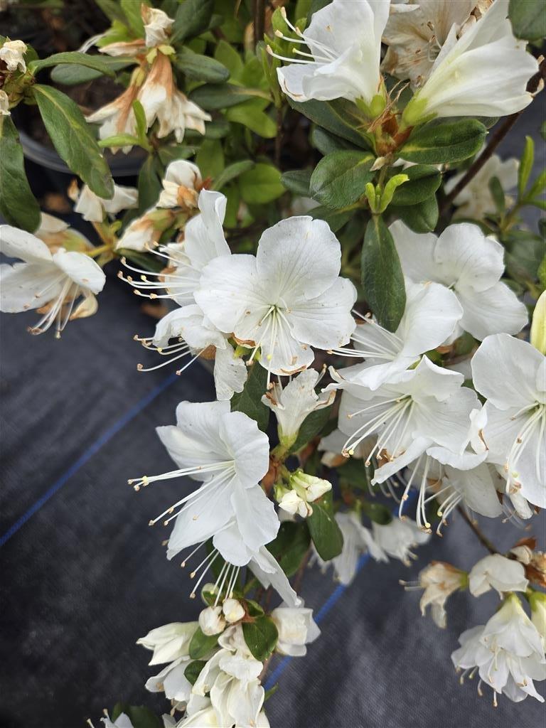 Azalea Delaware Valley White - View 18 from www redcrocus com