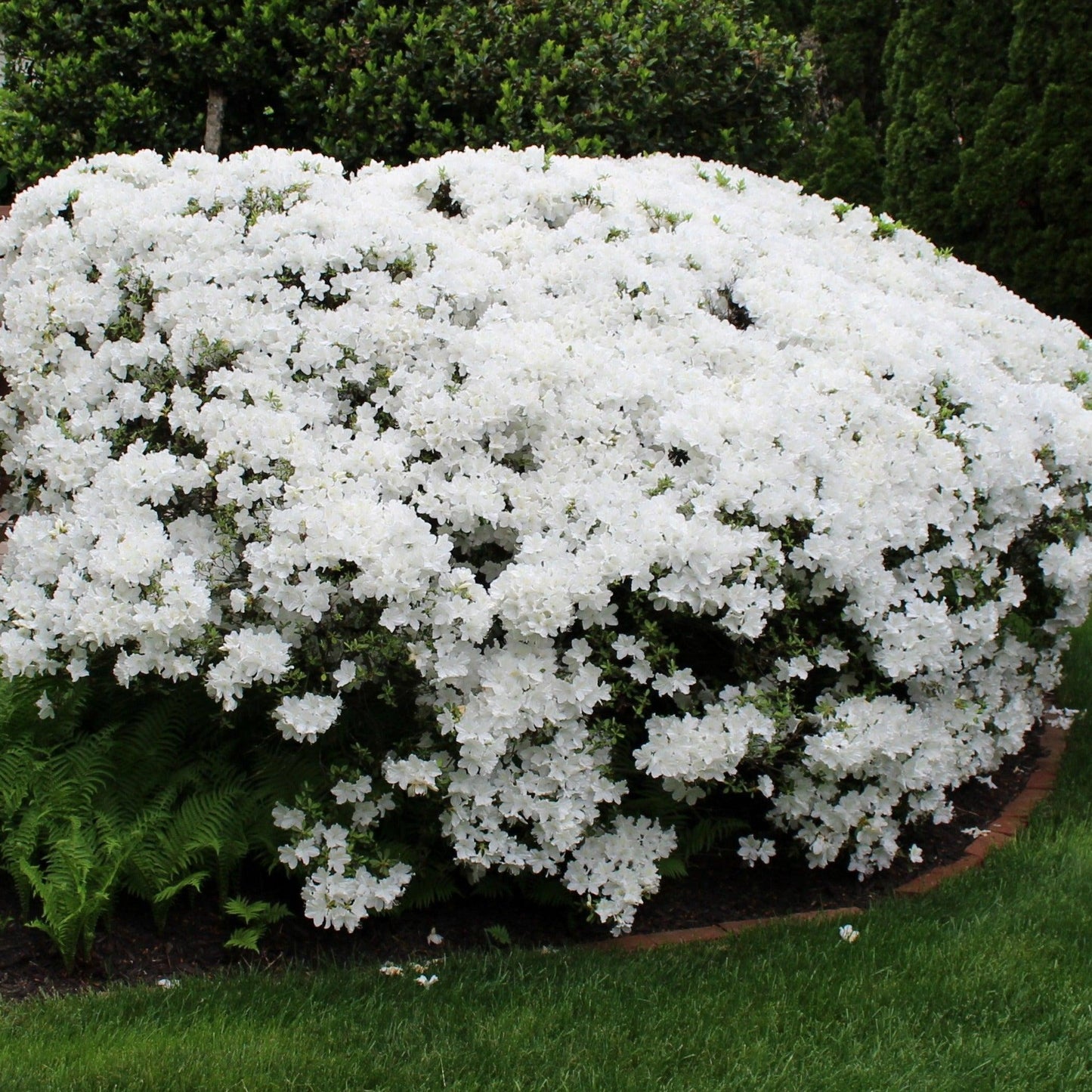 Azalea Delaware Valley White - View 1 from www redcrocus com